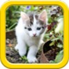 Cats Puzzle